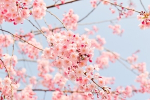 cherry tree blossom